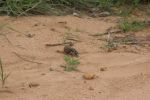 safrica_dec_13_image61.jpg